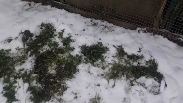 Держим кур зимой в теплице из поликарбоната. Кормлю обедом маленькую бригаду из 4х человек. смотреть онлайн