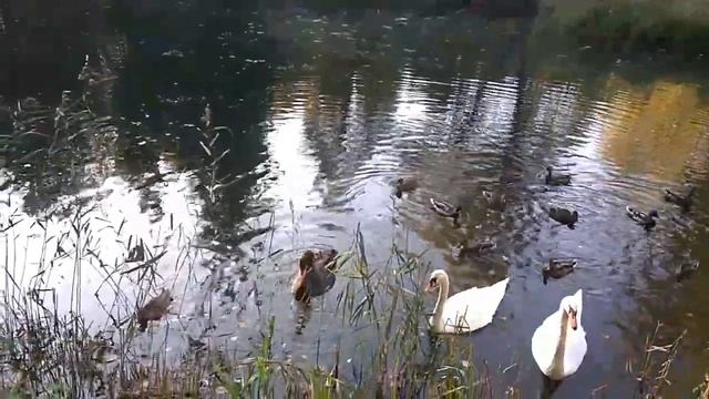 КАК КОРМИТЬ ЛЕБЕДЕЙ И УТОК смотреть онлайн