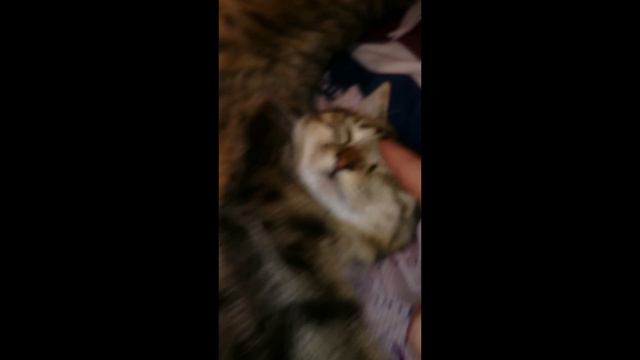 Как спит кот смотреть онлайн