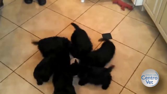 Черная карусель смотреть онлайн