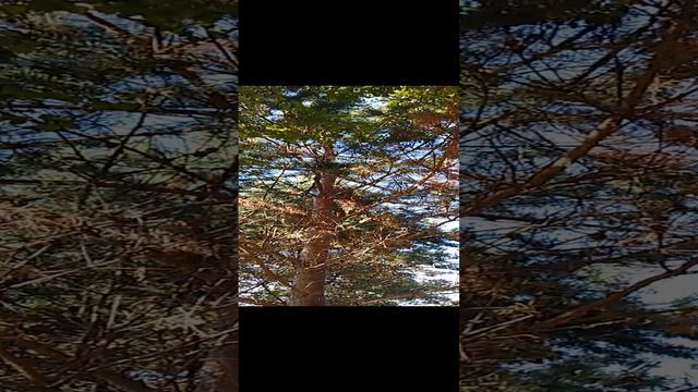 гнездо смотреть онлайн
