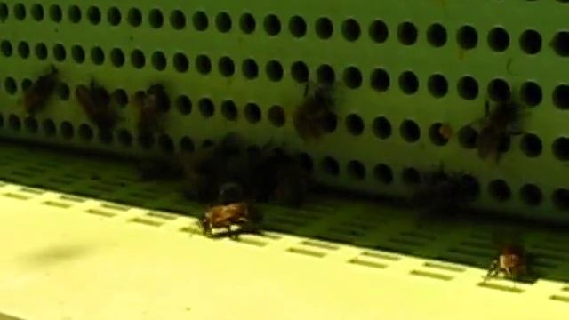Виды пыльцеуловителей. Заготовка пыльцы. смотреть онлайн