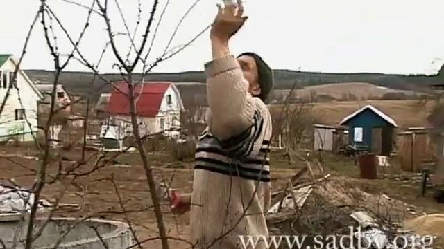 Обрезка сливы. Урок 7. Обрезка плодовых деревьев. Видеокурс. Автор Николай Рабушко. © смотреть онлайн