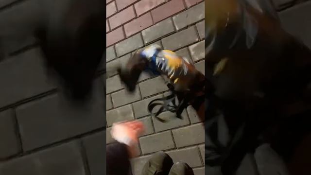 Отзыв Марии из 25 группы о курсе "Собака: инструкция" смотреть онлайн