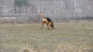 русская гончая гонит зайца русака