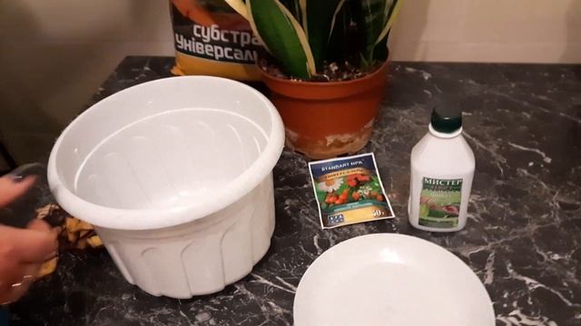 Сансевиерия футура (Sansevieria Futura).  Сансевиерия пересадка.