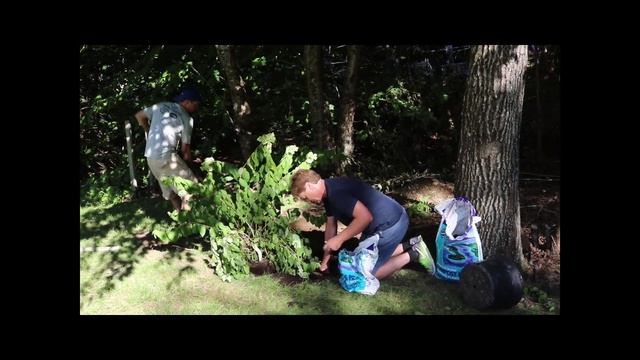 Planting a PG Hydrangea Paniculata 'Grandiflora' in August смотреть онлайн