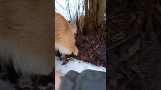 Красивый первый рог лося .Кто ищет тот всегда надёт.))) смотреть онлайн