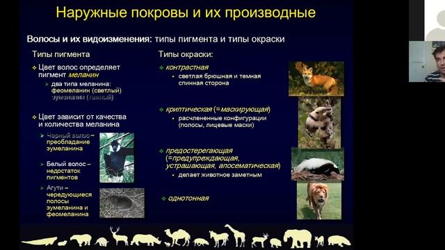 Проект «Университетский лицей»: ЕГЭ по биологии. Млекопитающие смотреть онлайн