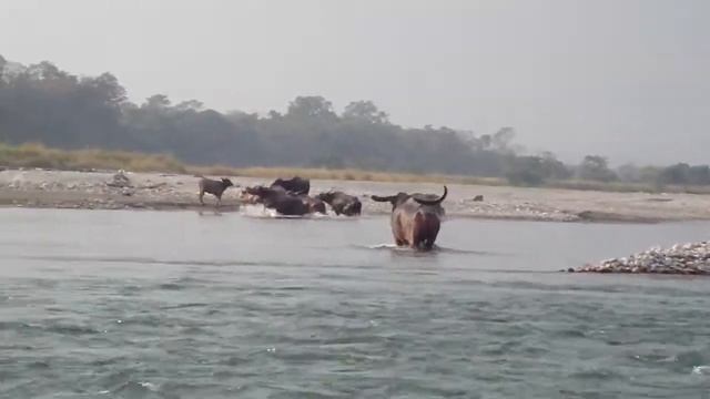 Rafting on Manas River Clip 26 A Herd of Wild Buffaloes Show смотреть онлайн