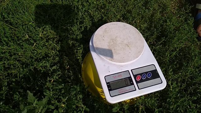 Вес Голошейки в 30 дней | наш гибрид Голошейки смотреть онлайн