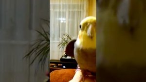 Попугай корелла разговаривает с человеком на ровне. Говорящий попугай. Прикол