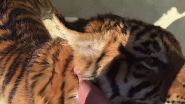 Tiger games ! смотреть онлайн