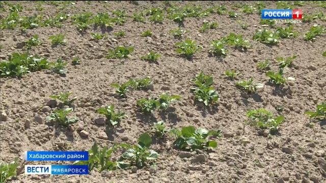 Два урожая за сезон. Хабаровские фермеры работают с эксклюзивными картофельными сортами смотреть онлайн
