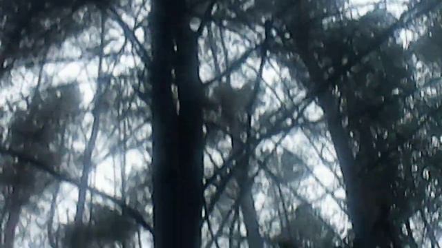 Необычный памятник природы в Новозыбкове смотреть онлайн