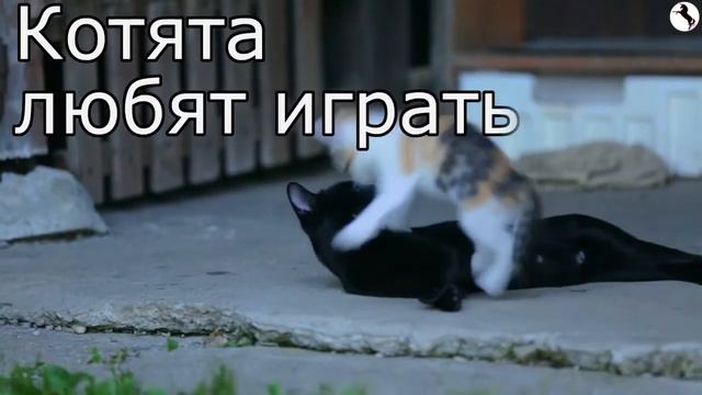 Котята ?? Обучающие Карточки - Давайте узнаем о детёнышах домашних животных! смотреть онлайн