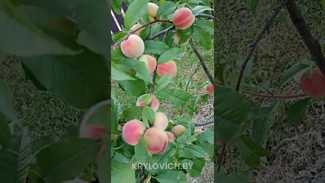 Персик "Донецкий" смотреть онлайн