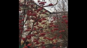 Ах, вечерочек. "ПЛАСТИНОЧКА" | Я. Сумишевский и А. Петрухин