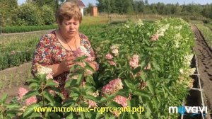 Обзор гортензии метельчатой Фрайз Мельба