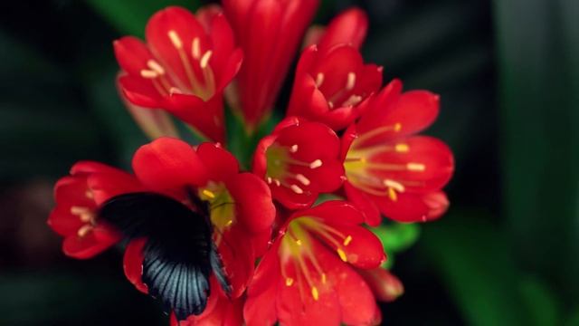 Бабочка - 5 (4K) смотреть онлайн