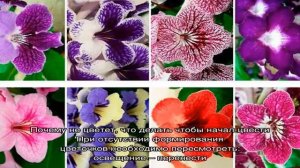 Стрептокарпусы — уход и выращивание в домашних условиях