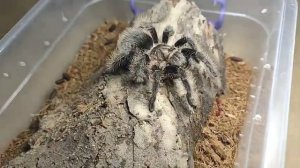 паук птицеед ДОМАшний / как кормить паука птицееда МОТЫЛЕМ для рыбалки?