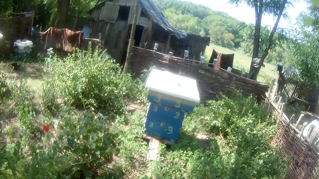 Пчела, пасека,акация+липа. смотреть онлайн