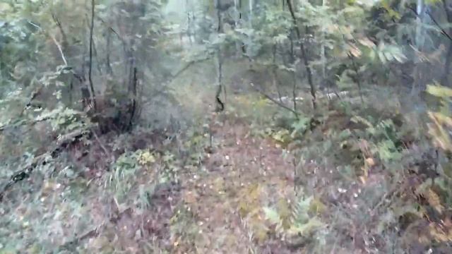 (День-2) Зарядил петли на рябчика. Собрал грибы. смотреть онлайн