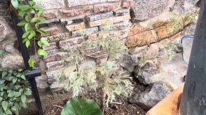 ПОСЛЕДНИЕ ШТРИХИ, Я ЭТО СДЕЛАЛА! СТРИЖКА ТИСА ЯГОДНОГО, ЧИСТКА ТУИ “AUREA NANA”