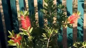 Каллистемон. Мой чудо цветок опять зацвел!!!