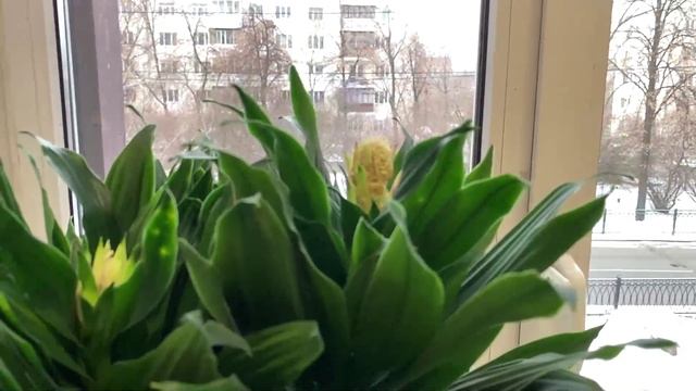 Расцвела Драцена