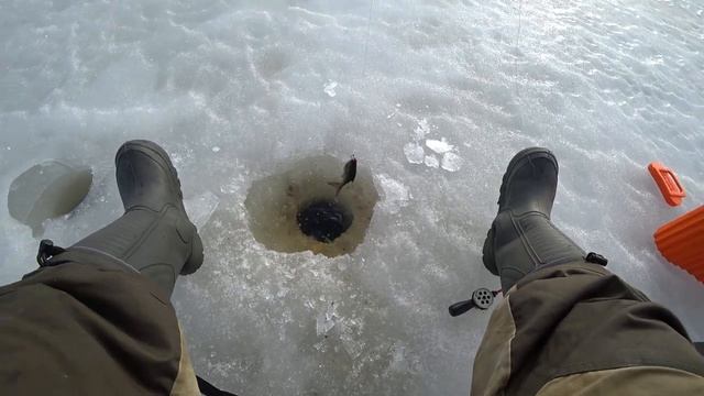 ПОИМКА РЫБЫ НА ДАЧЕ/ЛОВЛЯ ПЛОТВЫ. смотреть онлайн