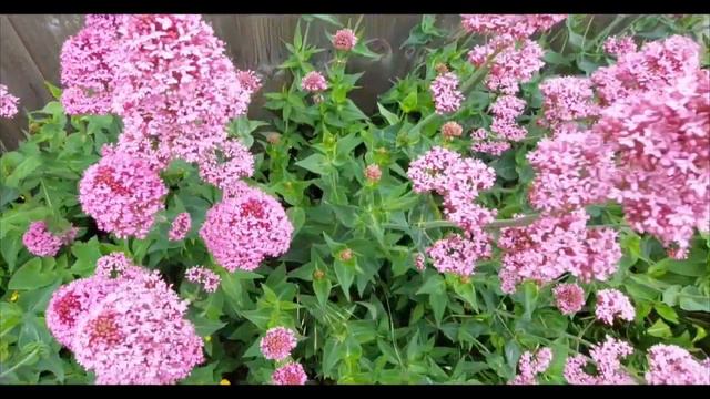 ROSE GARDEN EPI : 165 Centranthus Ruber / Jupiter Beard plant care in the UK смотреть онлайн