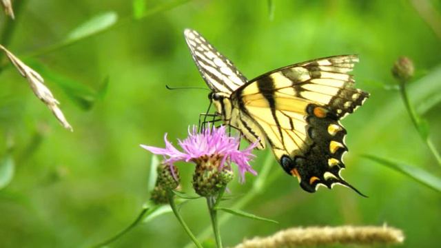 ED Pronunciation single words смотреть онлайн