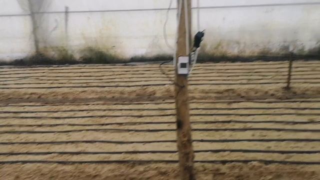 Выгонка тюльпанов 2023 | Автоматика в теплицу , Отопление , как управлять теплицей через телефон смотреть онлайн