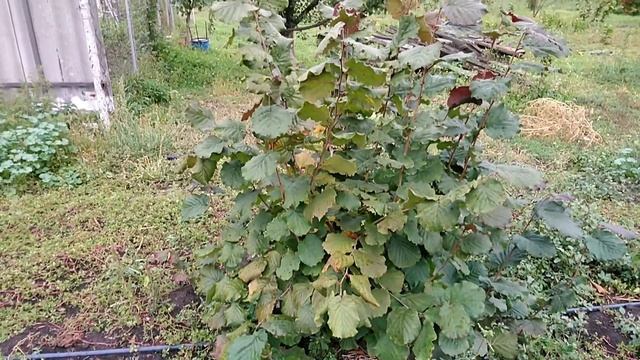 Европейские сорта фундука на 2-й год плодоношения смотреть онлайн