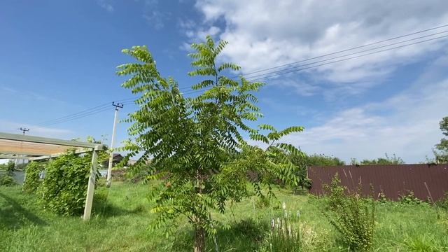 Орех Пекан. 30 июля 2022. Самарская область смотреть онлайн