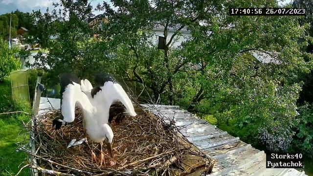 Аистёнок Пятачок - встреча после двух недель разлуки. смотреть онлайн