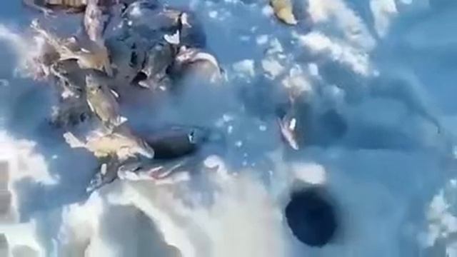 Рыбалка на озере Кокай смотреть онлайн