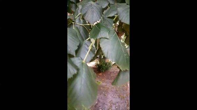 Аномальный Житомир, июль 2021: "Шипы выросли на листьях липы" смотреть онлайн