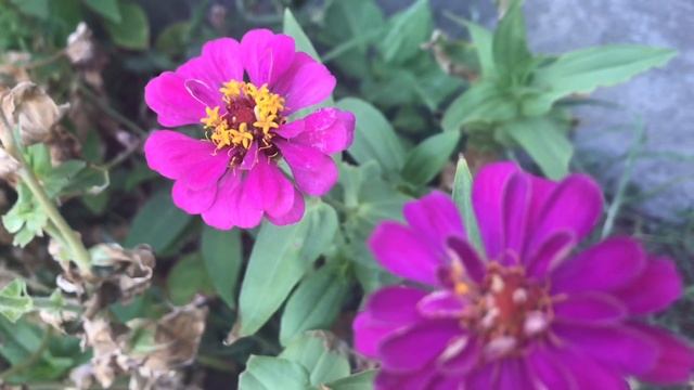 Фаршированная Курица Лявянги в Духовке. смотреть онлайн