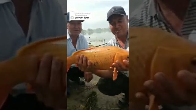 #балық аулау #рыбалка 2023 #fishing #золотая рыбка # отпустил брат✊ смотреть онлайн