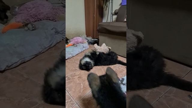 Маленькие забияки.Щенки Немецкой овчарки. смотреть онлайн