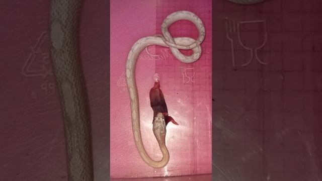 Кормление Карамельки. Та ещё анаконда! смотреть онлайн