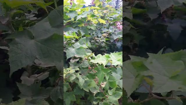 Малина душистая или малиноклён. смотреть онлайн
