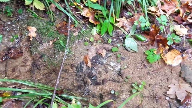 Лісові гриби тепла осінь 2022 теплая осень собираем грибы смотреть онлайн