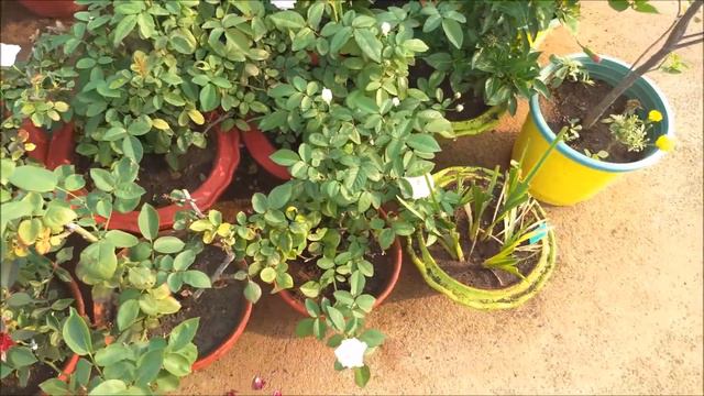 March Terrace Garden Tour || Birthday Month смотреть онлайн