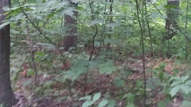 москва, нескучный сад,июнь,23г. смотреть онлайн