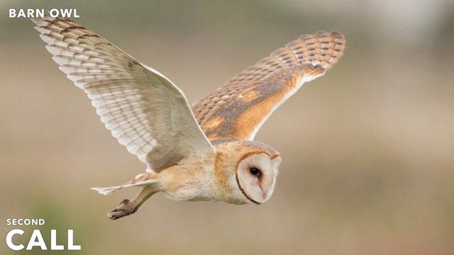 Barn Owl - Sounds смотреть онлайн