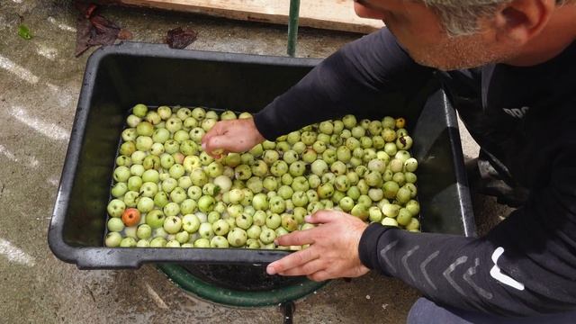 Wild apple vinegar is a miracle cure it prevents all diseases! смотреть онлайн